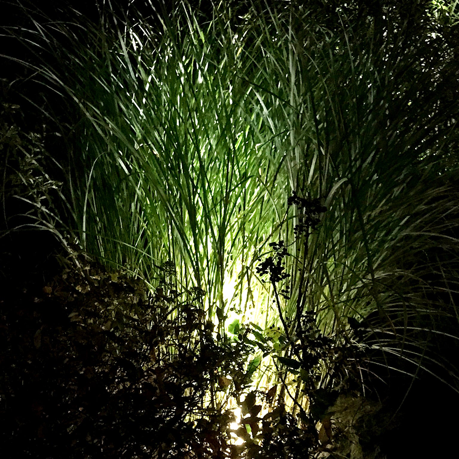 luna lightson environment grass