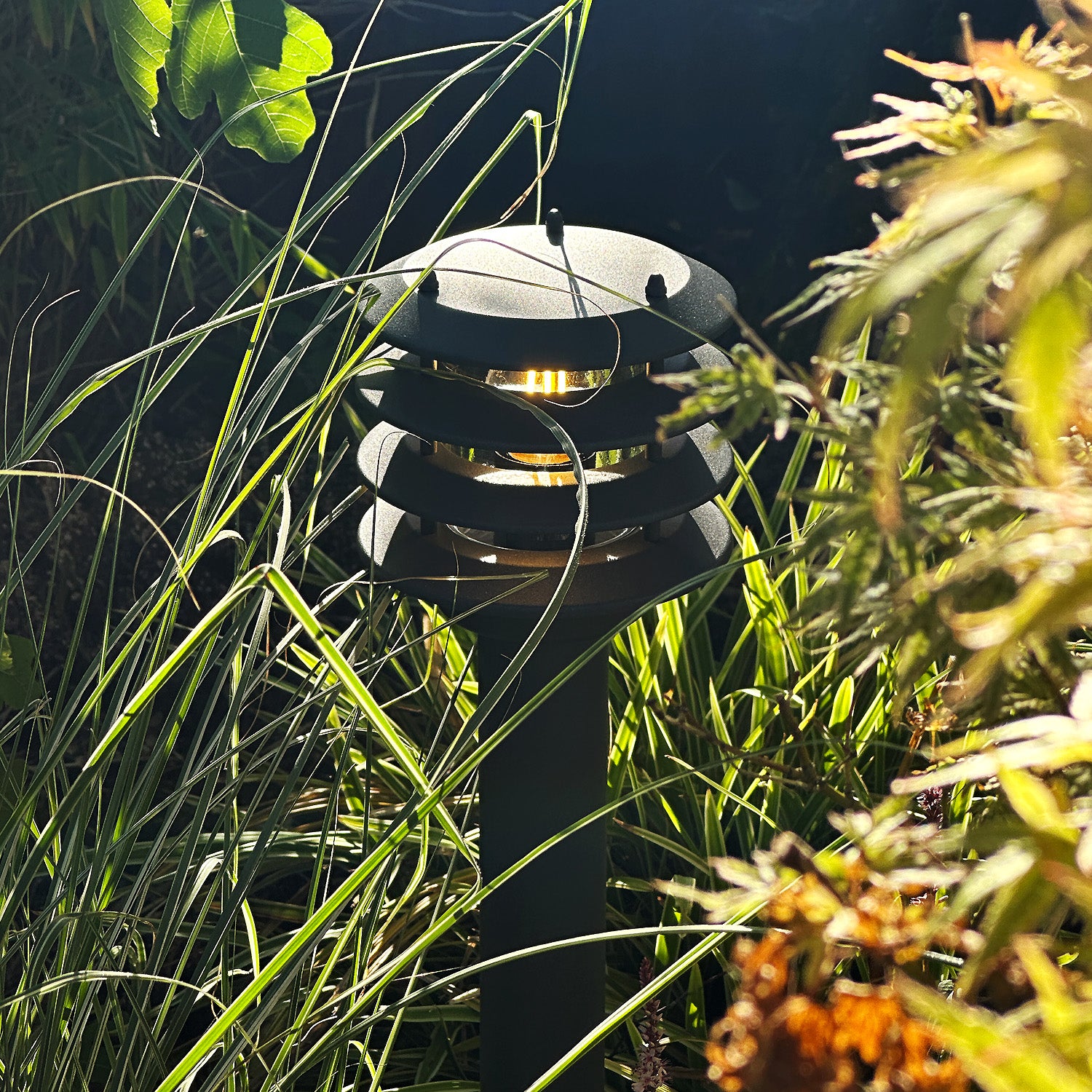 Jupiter LightsOn inthegreenary