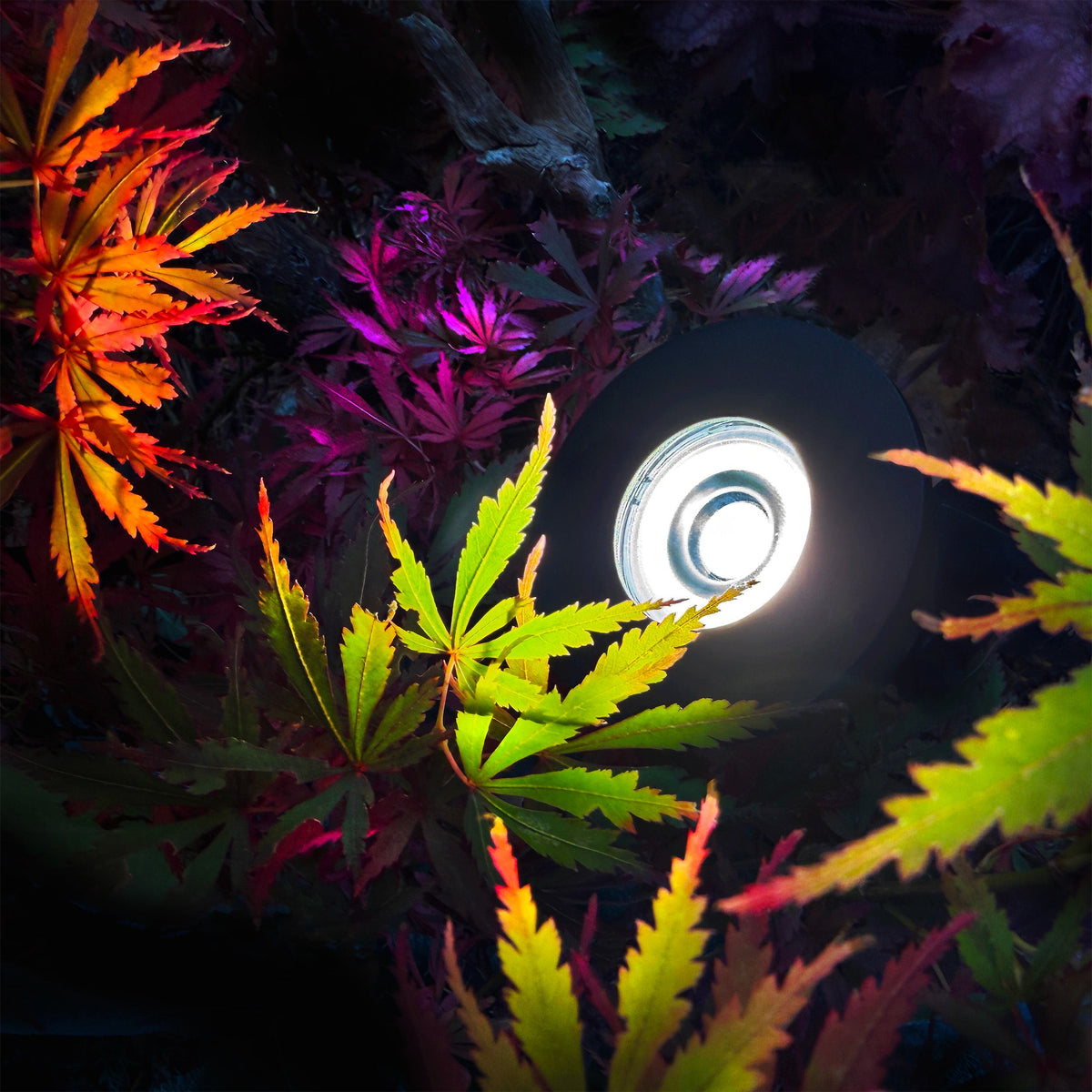 Luminus lightson closeup colorful