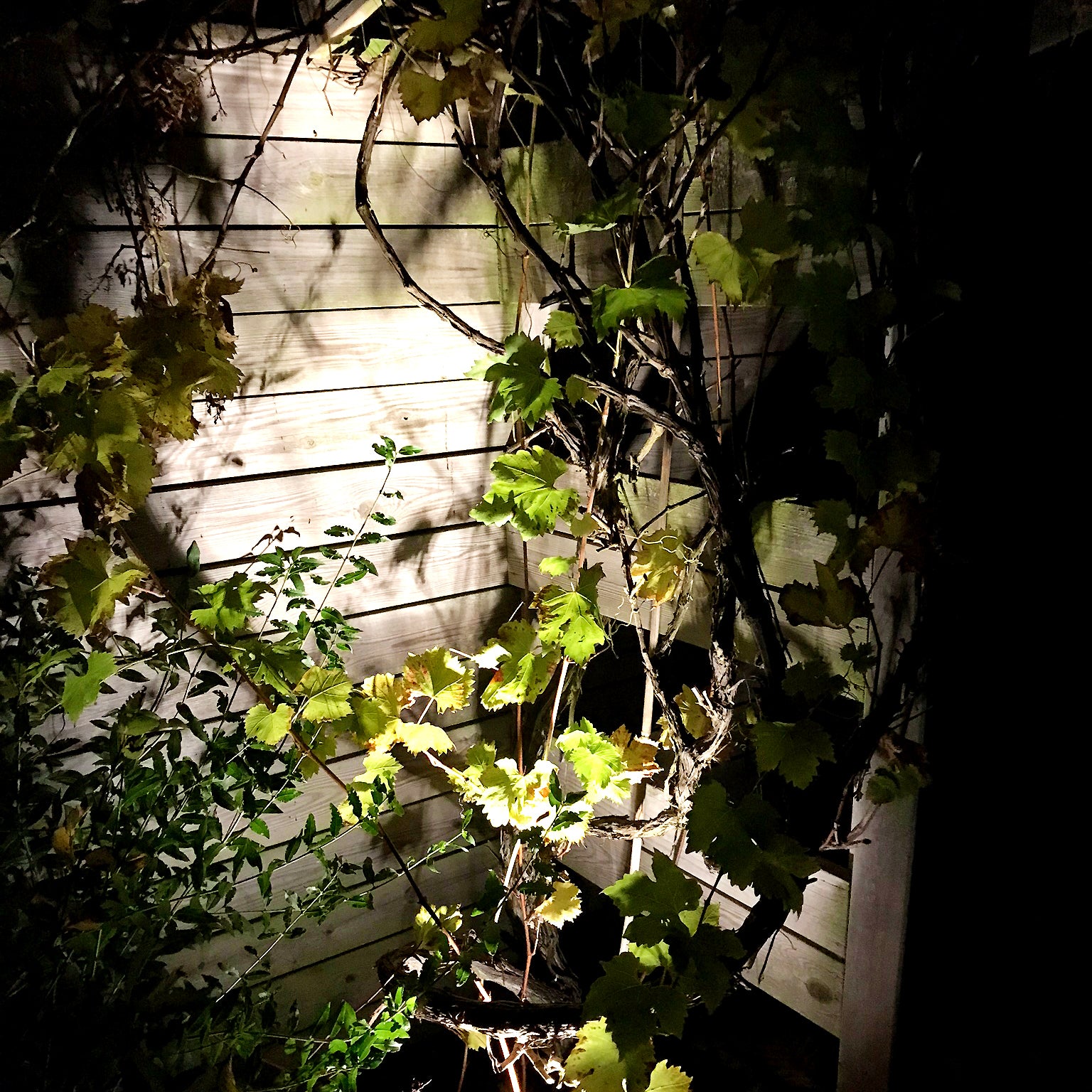 luna lightson enironment virginia creeper