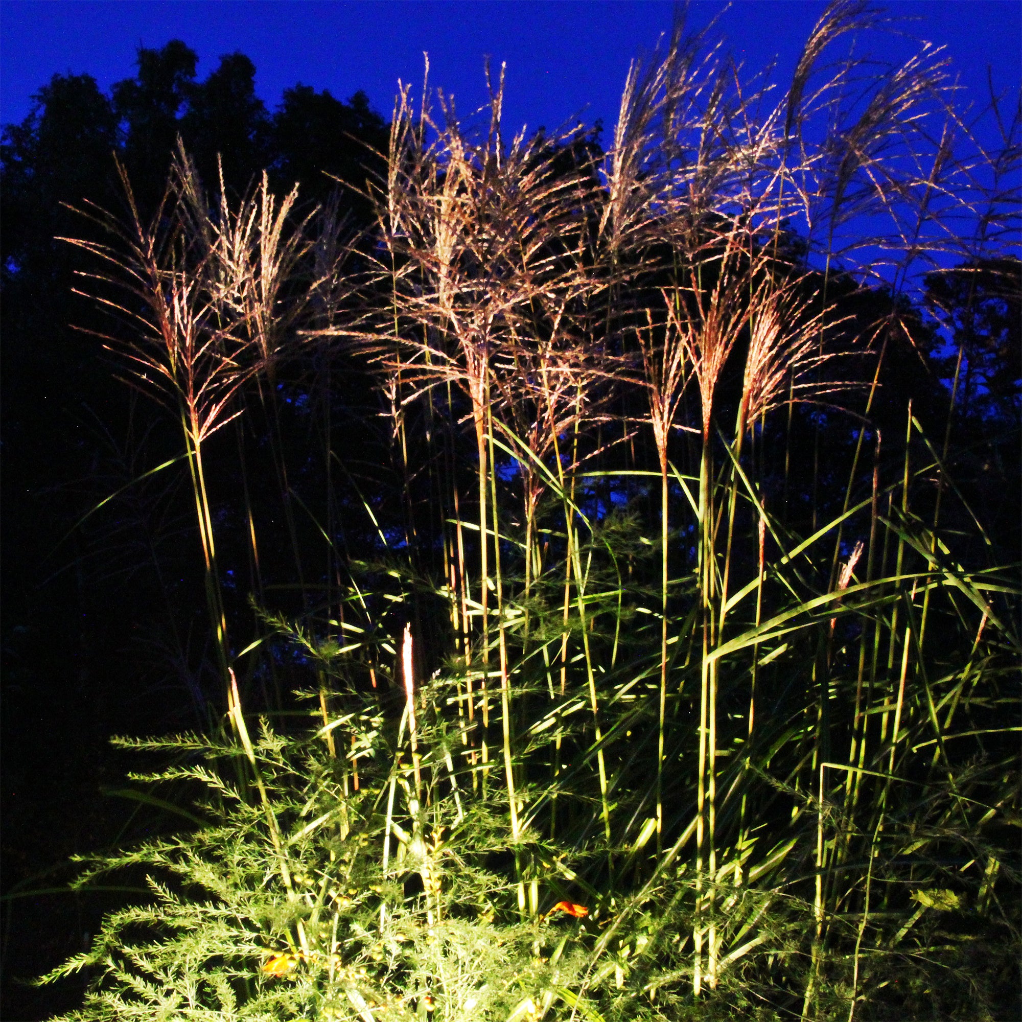 luna grey lightson environment miscanthus
