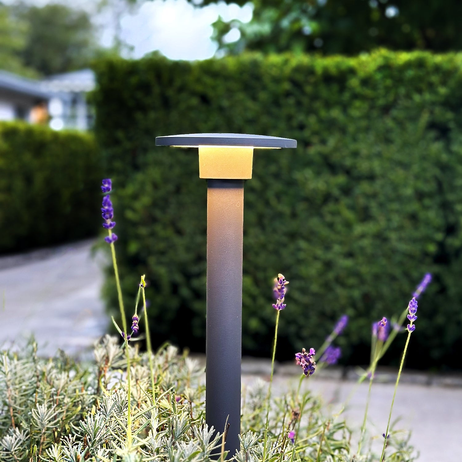 Orbit65 lightson lavender